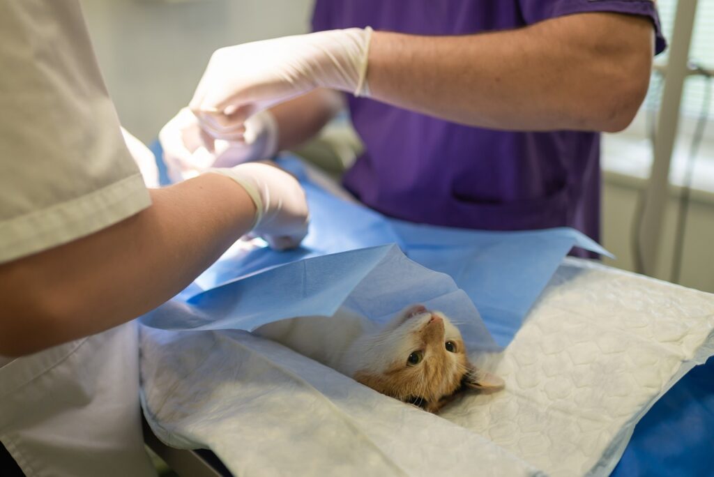 odpady weterynaryjne - na stole operacyjnym leży kot, nad nim widać ręce weterynarzy w rękawiczkach