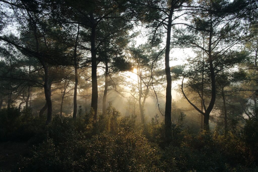 Zdjęcie przedstawia zachód słońca w zielonym, liściastym lesie. Ma to być ilustracja obrazująca piękno natury i potrzebę realizowania recyklingu odpadów - aby tej przyrodzie nie zagrażać. Jest to ilustracja do bloga o tytule: "Recykling i jego rodzaje".