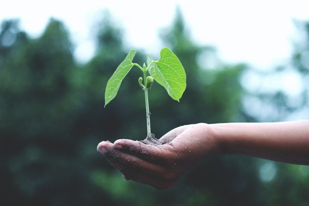 Zdjęcie przedstawia zieloną roślinkę, która jest trzymana wraz z garścią ziemi w ludzkiej dłoni. Ma to być zobrazowanie do bloga o tytule: "Etapy recyklingu. Jak to może wyglądać?".